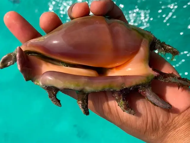 Nagy kagyló egy helyi fiú kezében