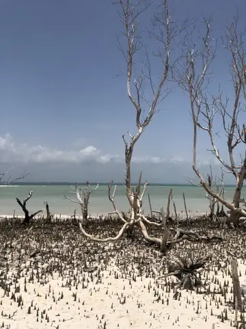 Mangrovegyökerek az apály idején